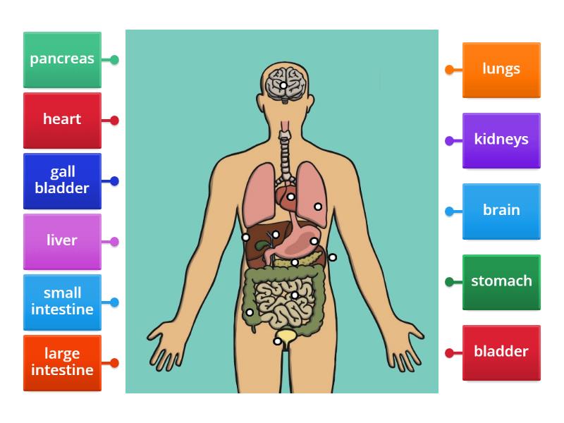 Body organs labelling - Labelled diagram