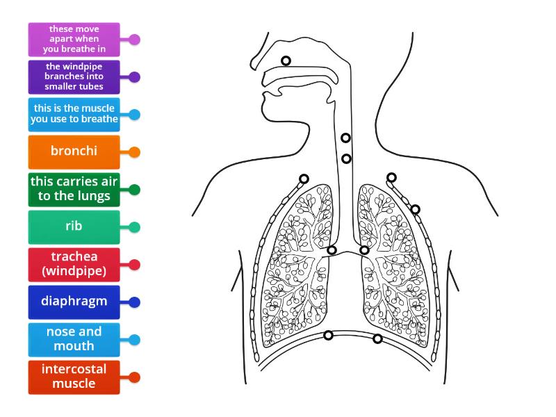 Label the breathing system- ELC - Labelled diagram