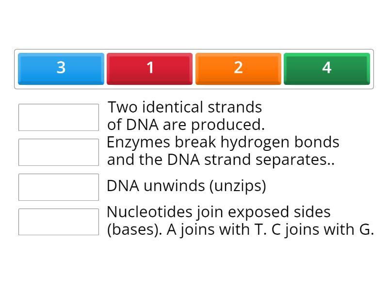 DNA Replication Match up