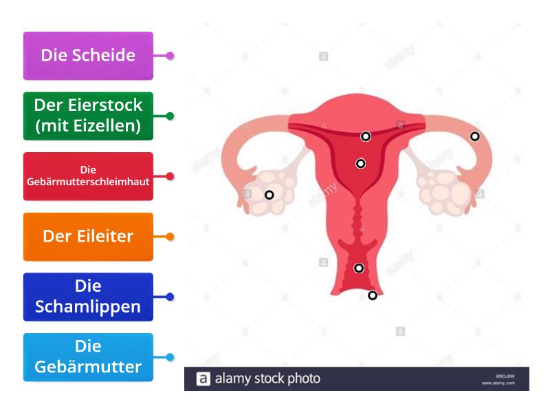 Die Geschlechtsorgane Der Frau Teil 1 Beschriftetes Diagramm