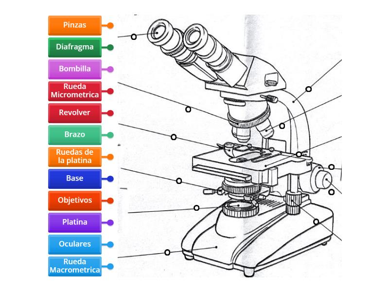 Partes del Microscopio - Diagrama con etiquetas