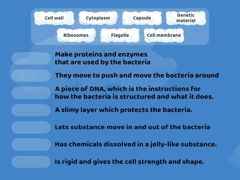 Structure and Function - Bacteria - Une las parejas