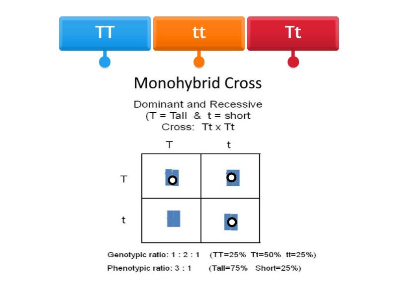 MONOHYBRID CROSS - Labelled diagram