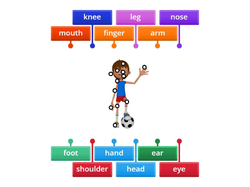 DENİZ DEFNECopy of 2nd Grade- Body parts-Label - Labelled diagram