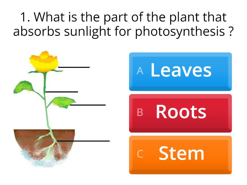 parts of a plant - Quiz