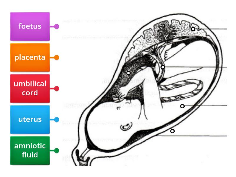 Pregnancy - label the uterus - Labelled diagram