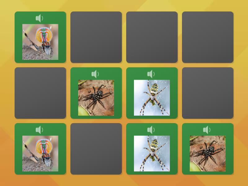 Spiders - 1 - Matching pairs