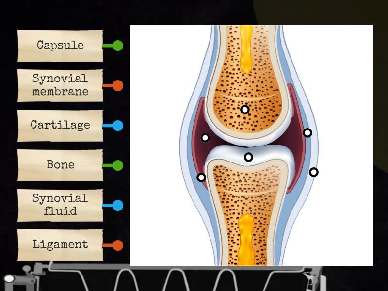 Synovial Joint Labelled Diagram 0666