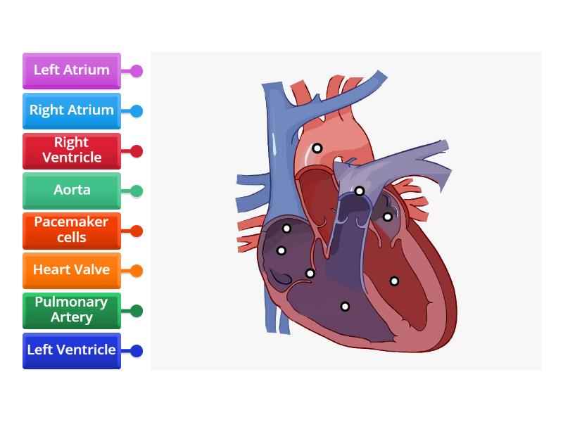 Heart Label Labelled diagram