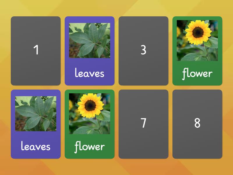 Plant Parts - Matching pairs