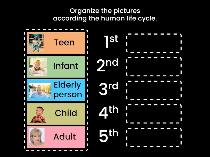 Human life cycle - Rank order