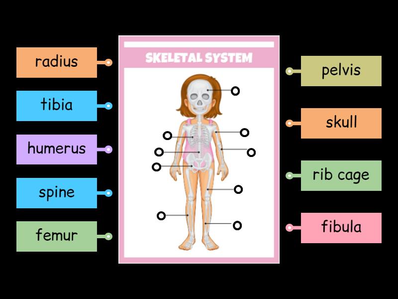 Skeletal System - Labelled diagram