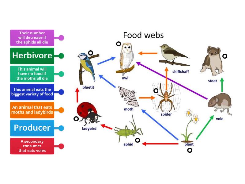 Food Webs - Labelled Diagram