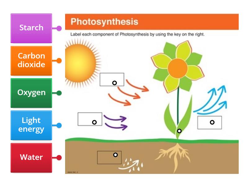 Elements of Photosynthesis - Labelled diagram