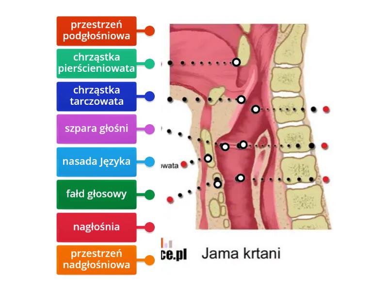 Budowa Krtani Labelled Diagram