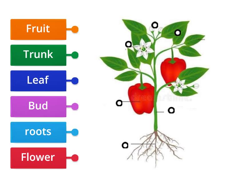 parts-of-the-plants-labelled-diagram