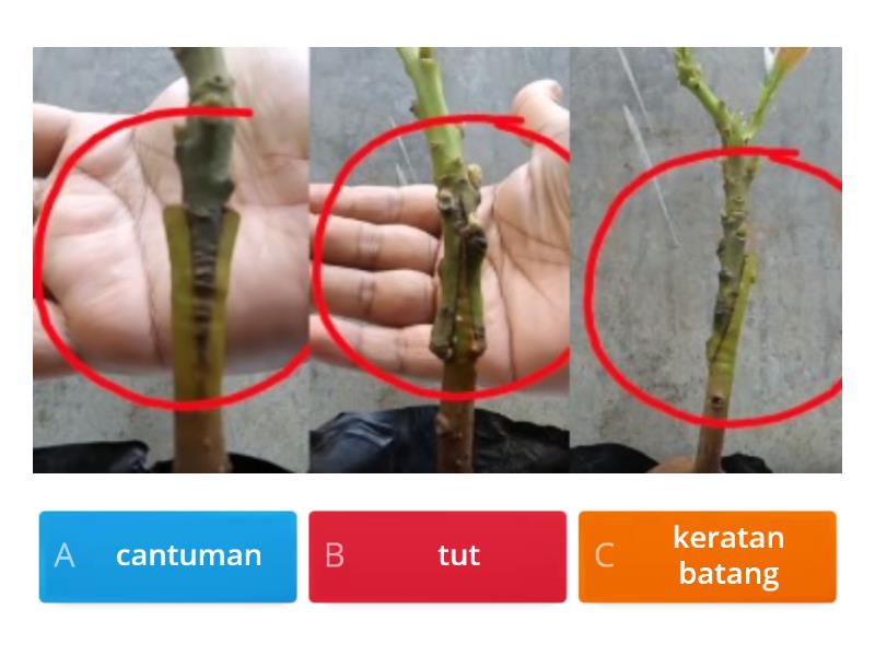 KAEDAH PEMBIAKAN TANAMAN HIASAN - Quiz