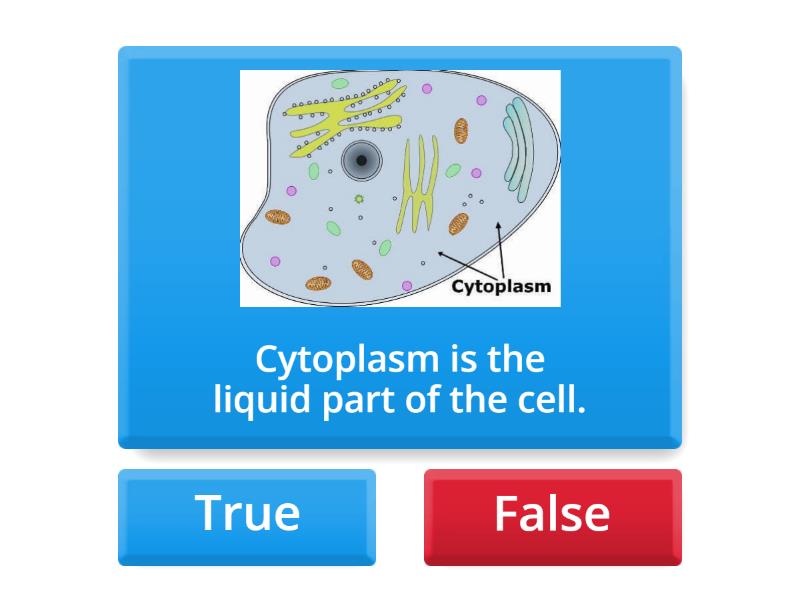 Human Cell - True or false