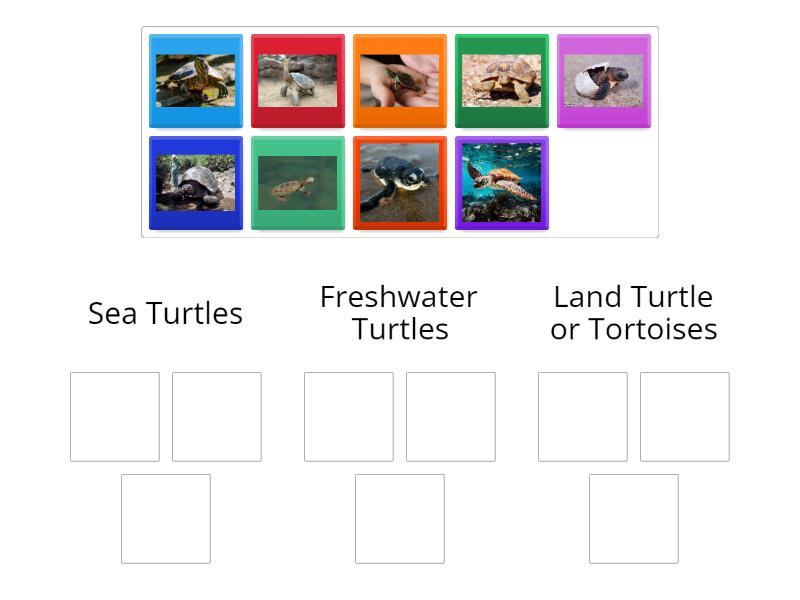Types of Turtles (Sea, Freshwater & Land turtle) - Group sort