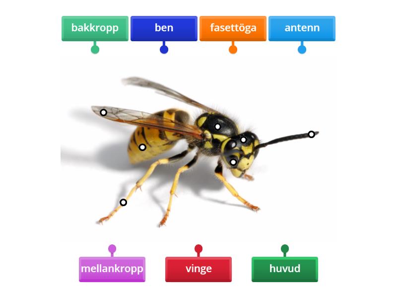 Insekt kroppsdeler - Labelled diagram