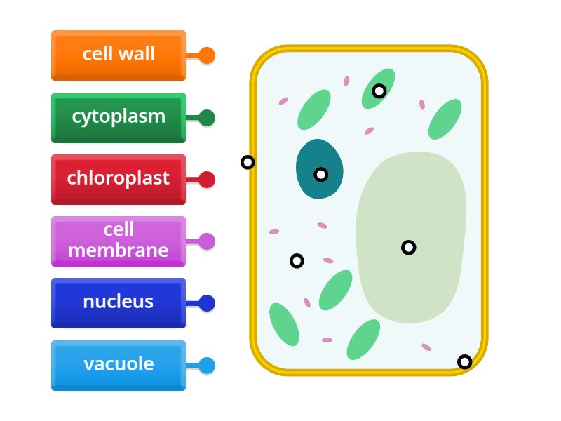 Cell Structures of a Plant Cell - Labelled diagram