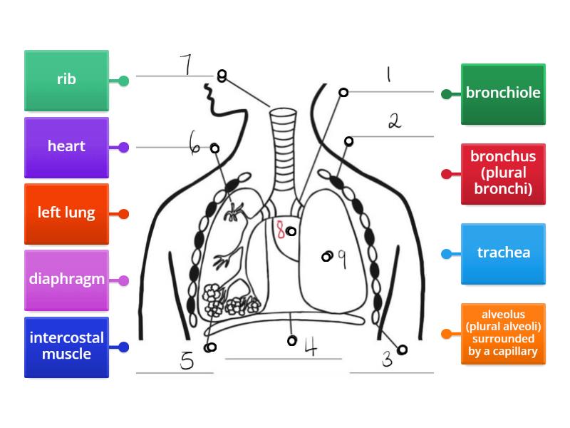 The Lungs - Labelled diagram