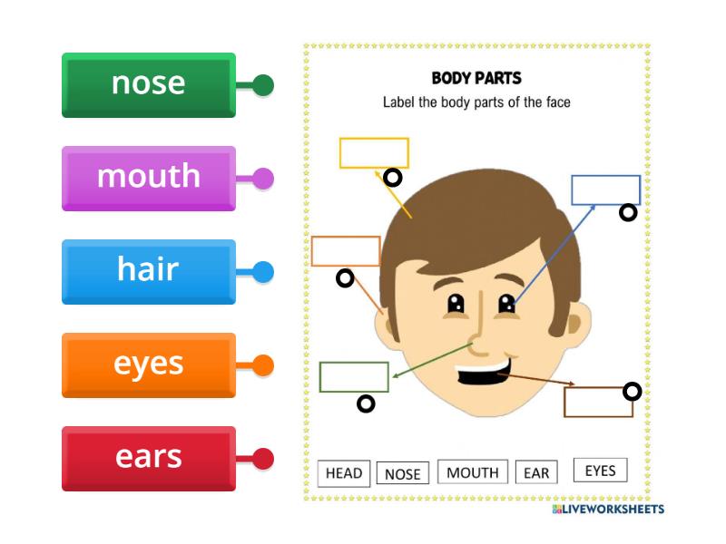 labels the parts of the head - Labelled diagram