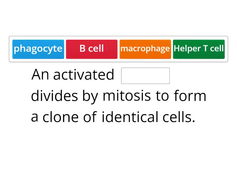 IB Antibody production AHL - Missing word