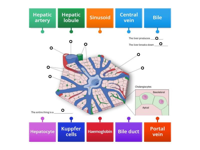 Liver lobule structure Biology Diagrams