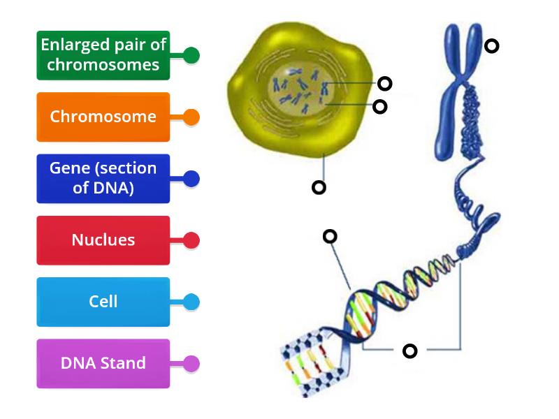 Cell Nucleus Chromosome Gene - Labelled diagram