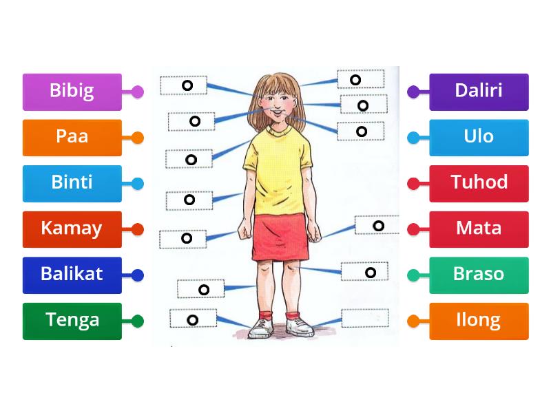 Mga Bahagi Ng Katawan Labelled Diagram