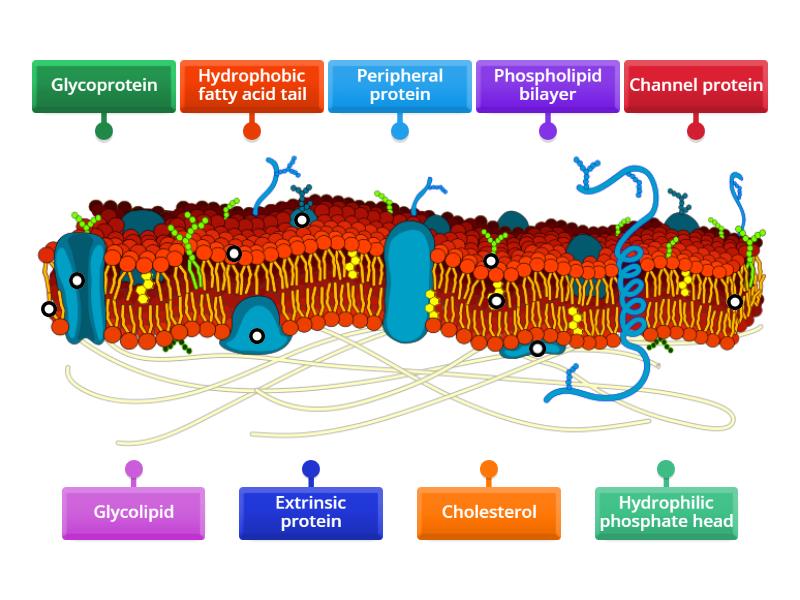 Labelling the fluid-mosaic model - Labelled diagram