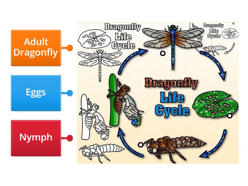 Life cycle of Dragonfly - Labelled diagram