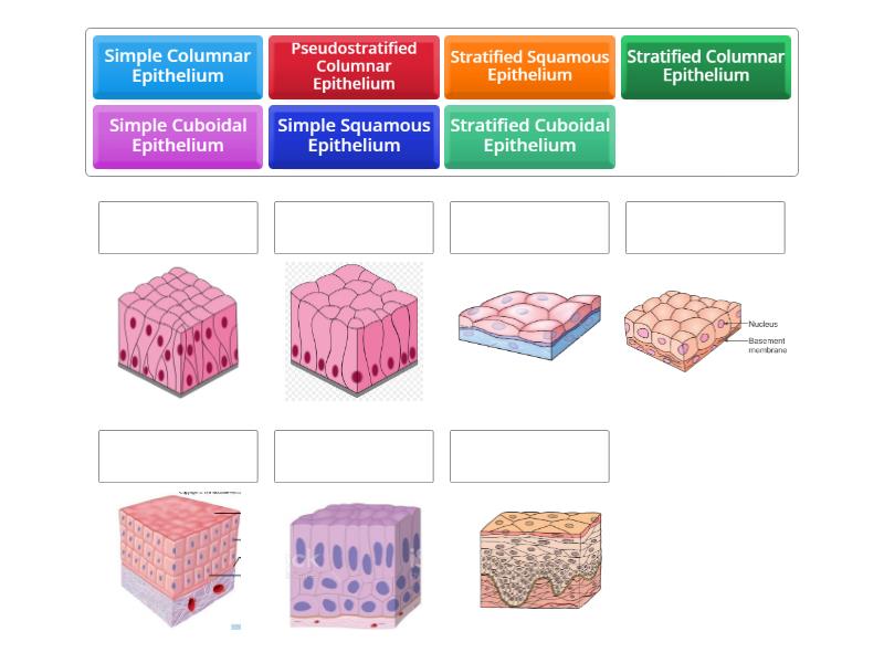 Epithelial Tissue quiz - Match up