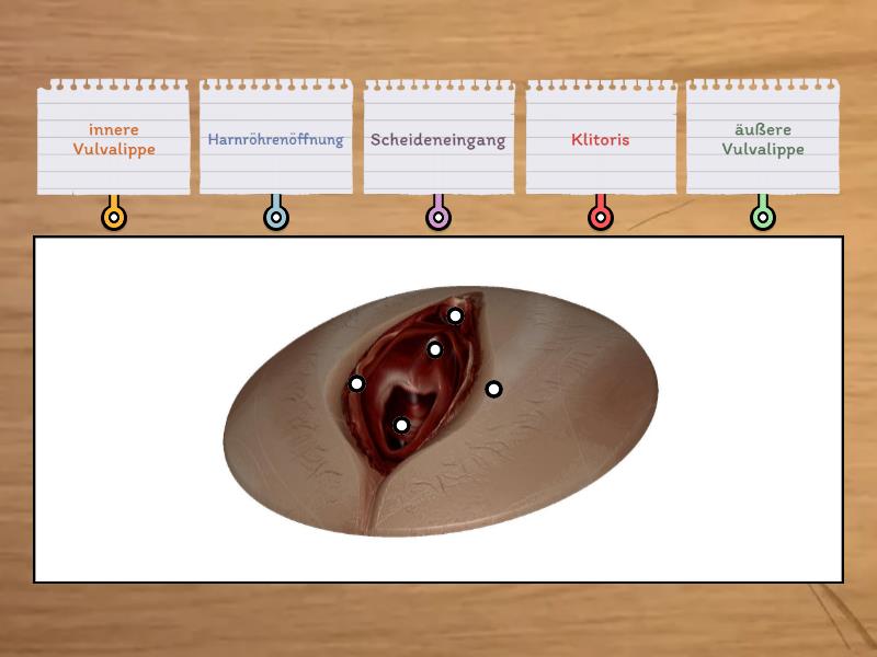 Aufbau der Vulva Labelled diagram