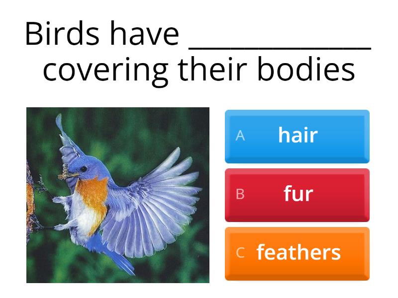 Birds quiz