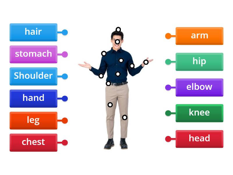 body parts - Labelled diagram