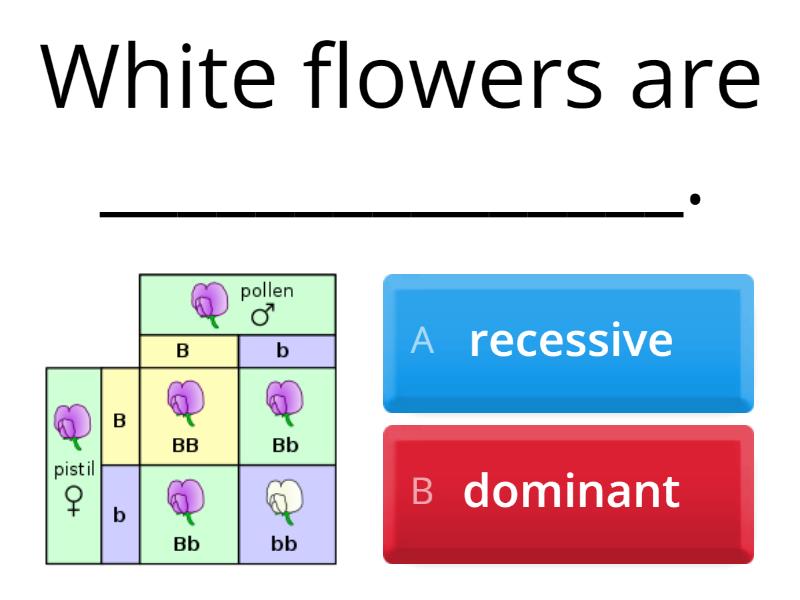 Punnett Square Quiz - Questionário