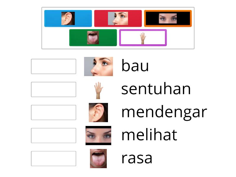 Organ deria dan fungsinya - Match up