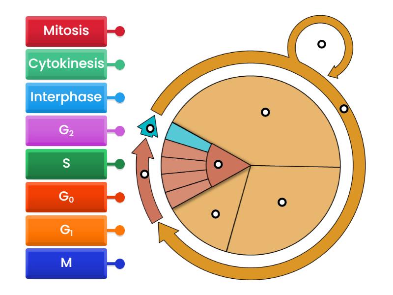 Cell Cycle labeling - Labelled diagram