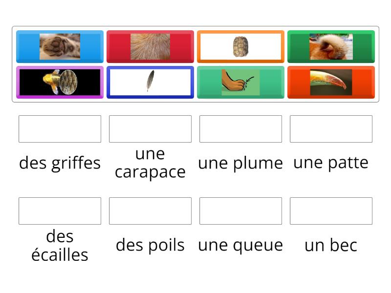 les parties du corps des animaux - Match up