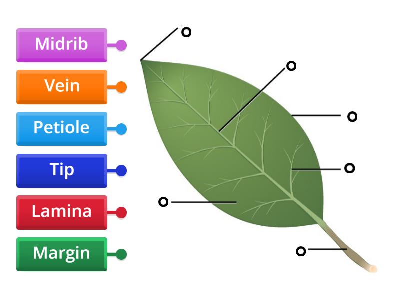 Parts of a simple leaf - Labelled diagram