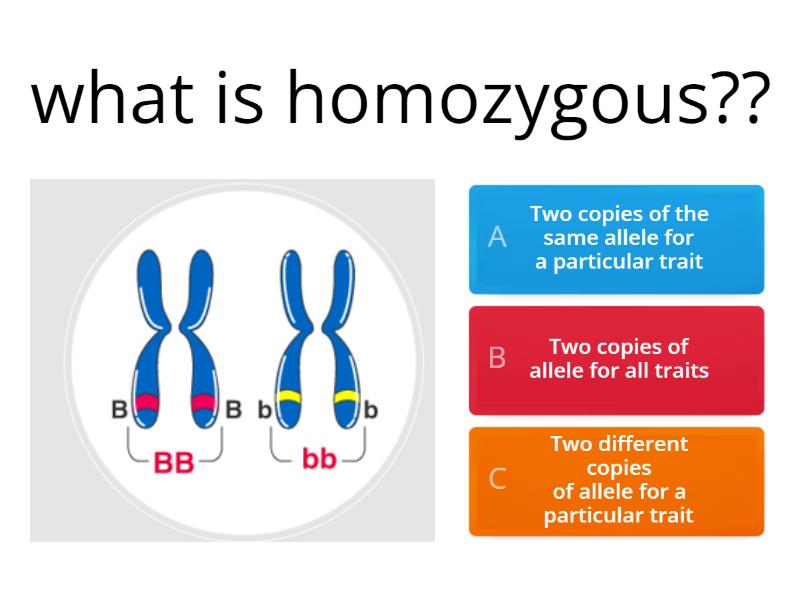 homozygous and heterozygous - Quiz