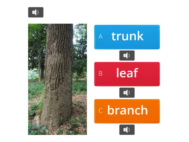 parts-of-a-tree-quiz