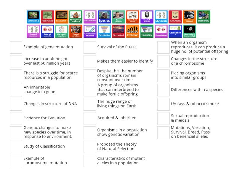17 Variation & Evolution - Match up
