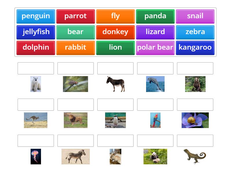 FFM - Unit 2 - Vocab - Animals - Match up