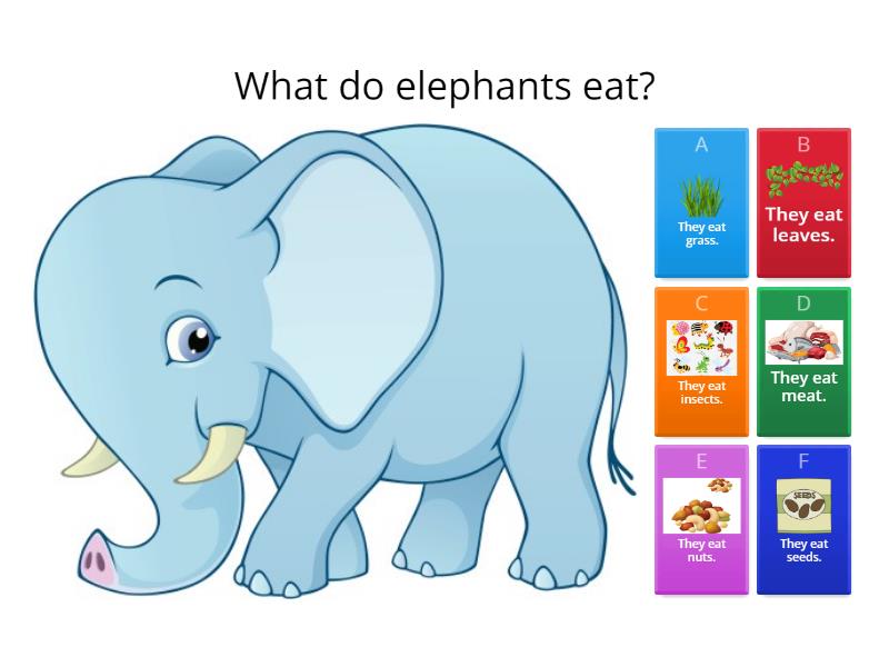 What do they eat? - Quiz