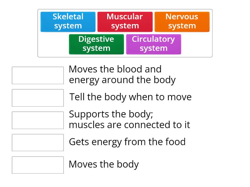 functions of the main body systems