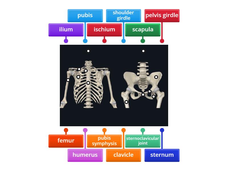 The Limb Girdles - Labelled diagram