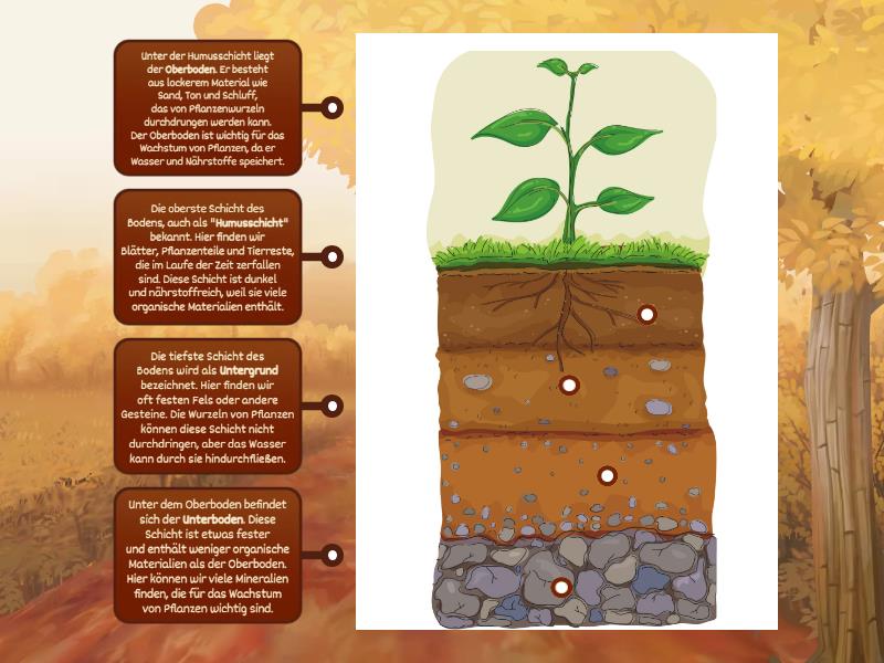 Bodenschichten - Labelled diagram